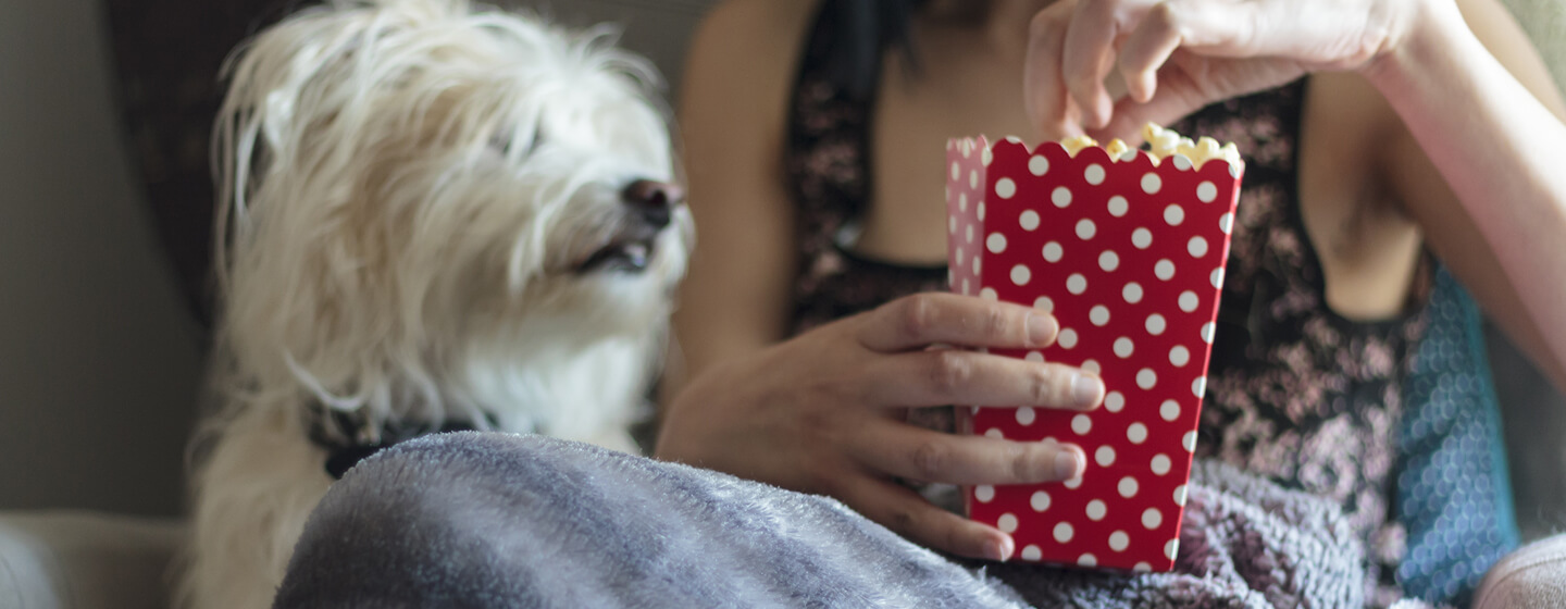 Can i feed my dog popcorn sale